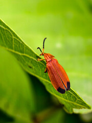 colorado potato beetle on leaf