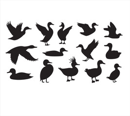 Obraz premium set of silhouettes of birds