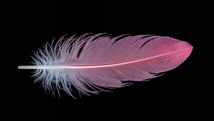 Brightly Colored Plumage Against Black