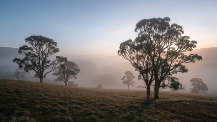 Obraz premium Frost-laden, foggy early hours in a rugged landscape
