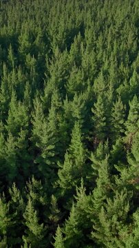 Aerial view of a dense pine forest in New Zealand. The trees are tightly packed together, creating a lush green canopy. The image captures the beauty and scale of the natural landscape.