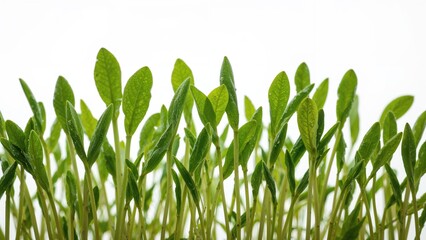 Zoomed-in perspective of tender sprouting plants against a textured abstract background, emphasizing food and water motifs, summer nature, grass, leaf structures, and white color accents