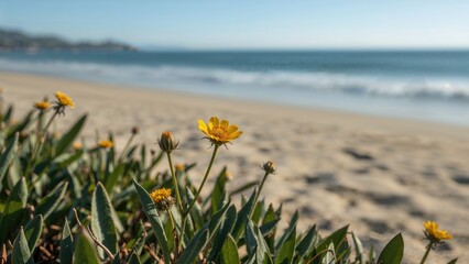 Detailed view of a bright yellow wild bloom near the ocean shore