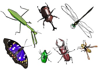日本の昆虫リアルなイラストセット © Yukiyanagi