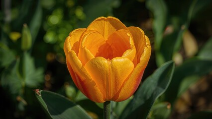 Macro perspective of a single tulip amidst garden foliage