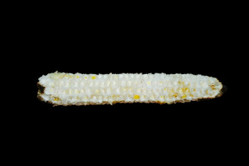 corn on black background