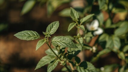 Obraz premium Close perspective of tender holy basil plant leaves in the yard
