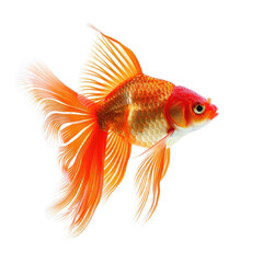 Goldfish in profile