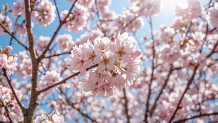 Lovely Pink Cherry Flowers Blooming in Spring