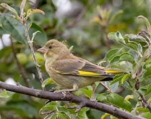 European Greenfinch on a Leafy Branch