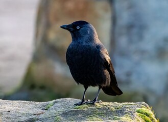 Jackdaw on a Mossy Rock