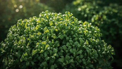 Spring celery leaves with floral beauty