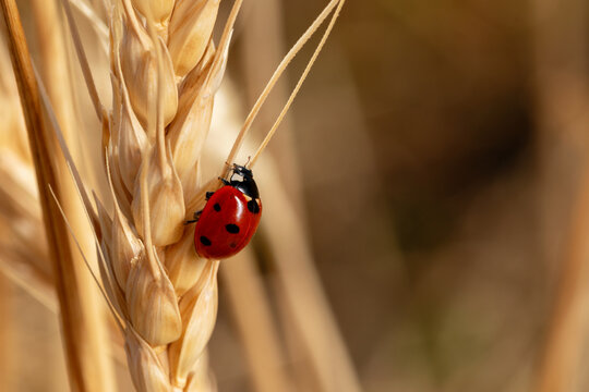 Macro shot of a red ladybug crawling on a golden wheat ear, highlighting natural pest control and sustainable farming.