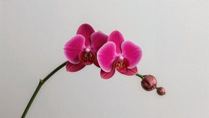 Close-up of a Red Orchid Stem Branch Against a Gray Backdrop