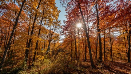 Obraz premium Golden trees and vibrant foliage in a seasonal woodland setting