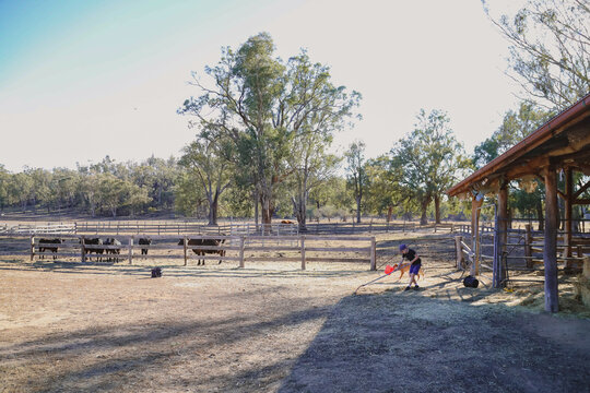 Boy rakes hay with dog near split rail fence in rural farm setting