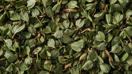 Wild garlic leaves dried and chopped, used as a flavorful spice in cooking and medicine