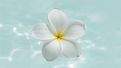 Naklejka premium Lush tropical plumeria flower