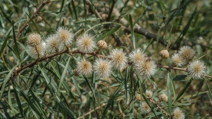 Obraz premium Tender catkins on thin branches depicting springtime and a spiritual festivity. Easter motif. High definition picture