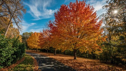 Fototapeta premium Bright Fall Afternoon with Trees and Bushes Along a Path