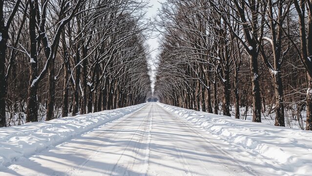 Winter view of a snow-laden street highlighted by tree shadows