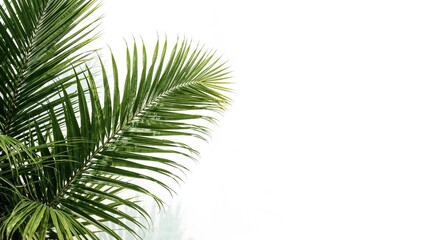 Fototapeta premium tropical green palm leaf on white background with textured fronds and vibrant colors illustrating natural foliage details