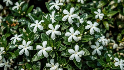 Morning freshness is enhanced by jasmine's aroma after the night's rain.