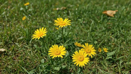 Bright yellow daisies blooming in a sunny garden