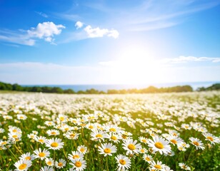 A vast field of daisies under a bright sky