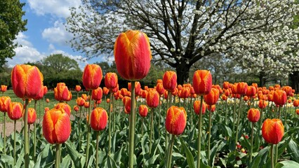 Obraz premium Tulip plants flourishing in a landscaped garden