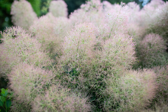 Smoke Bush