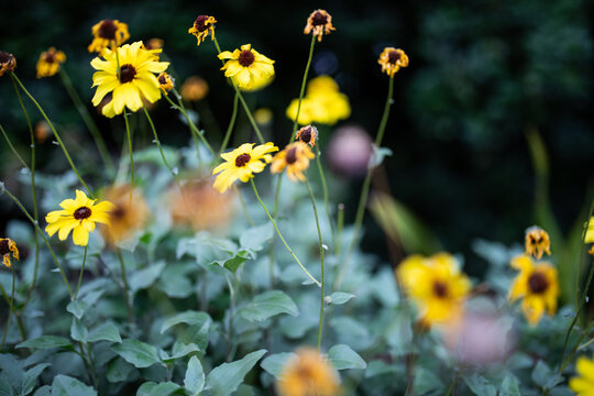 Yellow Flowers growing in garden
