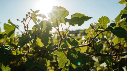 Grape Foliage Bathed in Sunlight