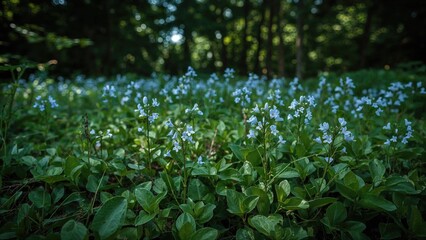 Veronica agrestis showing vibrant garden blossoms