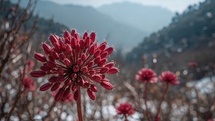 Winter perspective of budding red flowers on camera plant