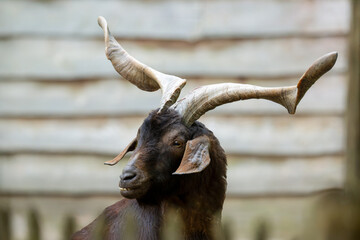 Portrait of a Rove goat in his enclosure in an educational farm. Capra hircus, Domaine de Pescheray, Sarthe 72, Région Pays de la Loire, France, European Union, Europe