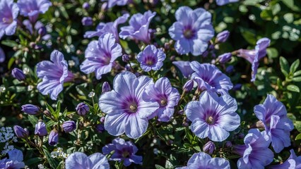 Vibrant Violet and Blue Primrose Blooms in a Garden