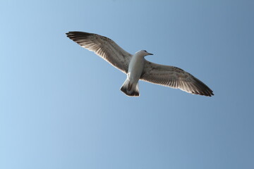 Seagull flying in the sky