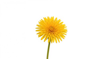 Naklejka premium Single yellow dandelion flower displayed on a white surface