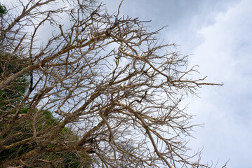 Close-up of dry brown tree branches