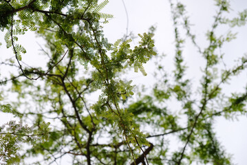 Green leaves and brown branches background