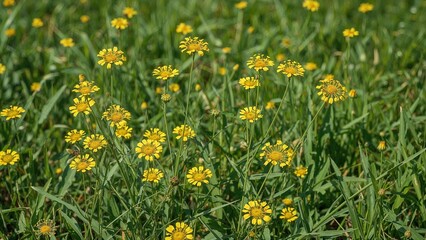Obraz premium Sunshine-colored flowers surrounded by green foliage