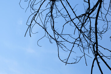 Dry tree branches on blue sky background