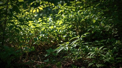 An eye-catching wilderness