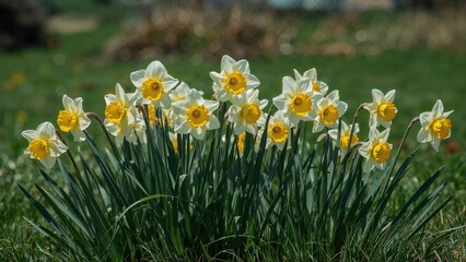 A colorful assembly of yellow and white daffodil blooms towering in a flourishing green field bathed in sunlight.