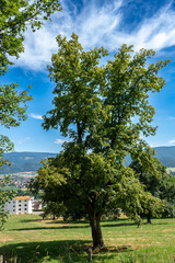 Fototapeta premium Située dans le Jura, la ville de Delémont.