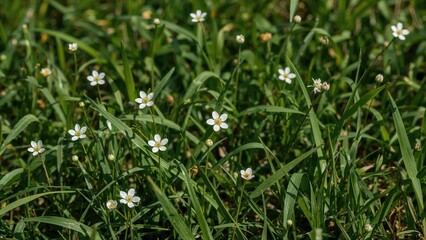 Fresh white petals contrasting with rich green grass