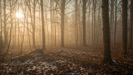 Fototapeta premium Beautiful misty fall woodland with thawing snow and sunlight piercing the early fog.