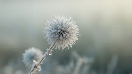 Obraz premium Icy hoarfrost enveloping wild vegetation during a cold season