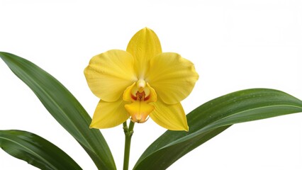 Stunning yellow Cattleya orchid blossoms set against a white backdrop